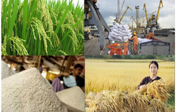 Food processing and export activities in Vietnam